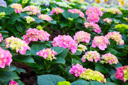 Blooming hydrangea plant with beautiful colorful flowers in garden