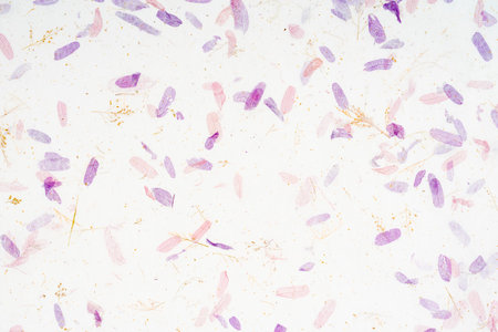 Mulberry paper sheet texture cardboard background.の写真素材