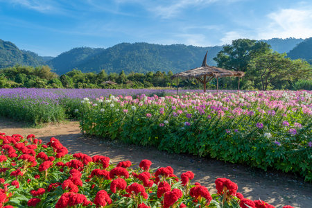 Beautiful colorful spider flowers blossom in the flower field and big mountain background.の写真素材