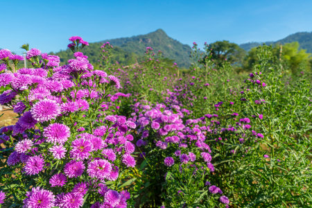 Purple margaret flowers in garden with mountain background.の写真素材