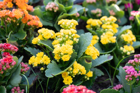 Kalanchoe blossfeldiana 'Shadow'is a nice house plant native to Madagascarの写真素材