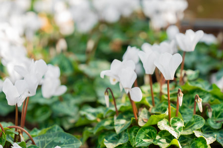 White blooming cyclamen in the garden with sunlight.の写真素材