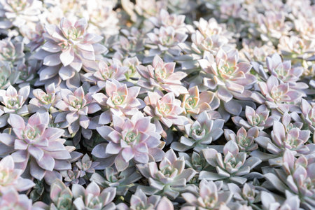 Succulent plants (succulent cactus) at the garden with sunlight.の写真素材