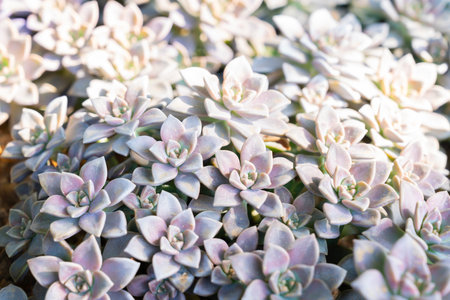 Succulent plants (succulent cactus) at the garden with sunlight.の写真素材