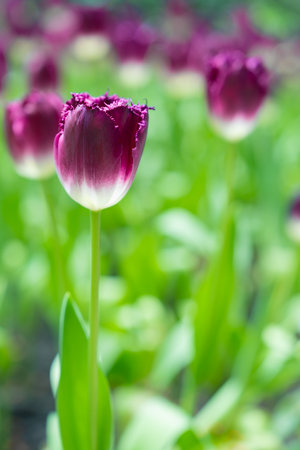 Beautiful flowers purple tulips. Natural background Spring flowering tulipsの写真素材
