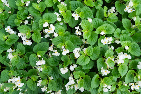 White Begonia Flower in the garden, Elegant Blooming Plant.