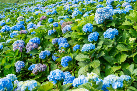 Colourful Hydrangea macrophylla Bloom on the mountain, Thailand.