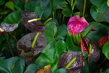 Dark red Anthurium flowers plants in the garden.