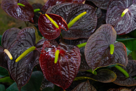 Dark red Anthurium flowers plants in the garden.