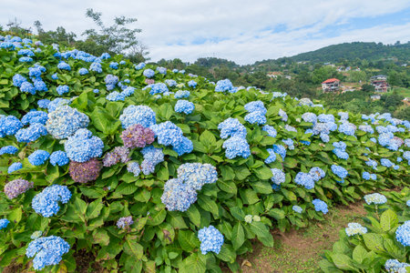 Natural Landscape view of purple Hydrangea flower (Hydrangea macrophylla) in a garden with mountain and blue skyの写真素材