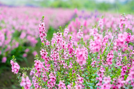 Beautiful pink Salvia nemorosa flowers in full bloom growing in the natural wind filling the gardenの写真素材