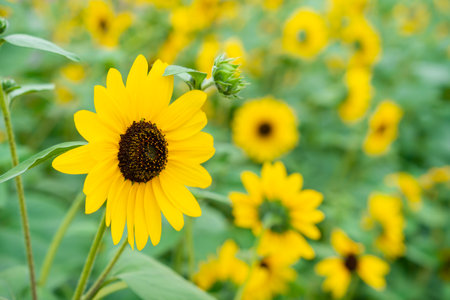 Close-up yellow sunflowers with a blurry background.