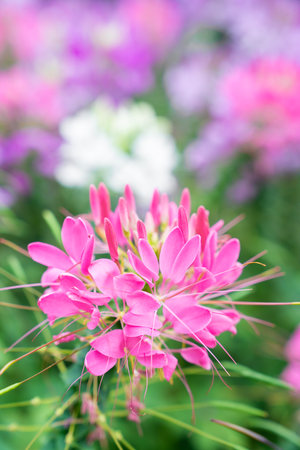 Flowers garden, Spider flower ,Cleome spinosa, Ornamental flowers in the garden.の写真素材