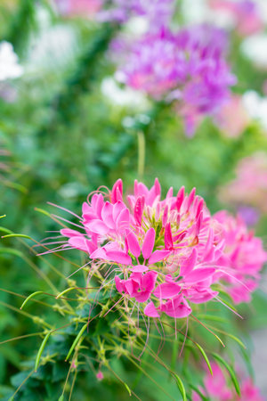 Flowers garden, Spider flower ,Cleome spinosa, Ornamental flowers in the garden.の写真素材