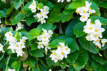 White color Begonia Flower in the garden, Elegant Blooming Plant.の写真素材