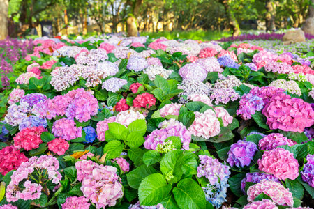 Colorful hydrangea flowers. Many Hydrangea macrophylla Blossom in the garden.の写真素材
