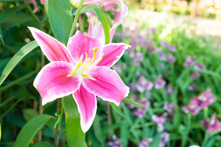 Bright juicy lilies.Pink blooms with large petals on a nature background.の写真素材