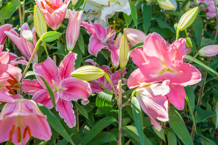 Bright juicy lilies.Pink blooms with large petals on a nature background.の写真素材