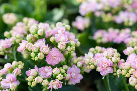 Pink and white Kalanchoe flowers with leaves in the garden.の写真素材