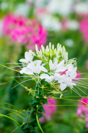 Flowers garden, Spider flower ,Cleome spinosa, Ornamental flowers in the garden.の写真素材