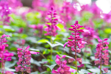 Salvia divinorum is a plant species belonging to the Lamiaceae family. a field of purple flowers.の写真素材
