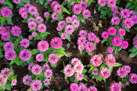 Bright pink fresh Zinnia Dahlia flowers on green leaves background in summer in the garden.の写真素材