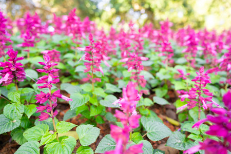 Salvia divinorum is a plant species belonging to the Lamiaceae family. a field of purple flowers.の写真素材