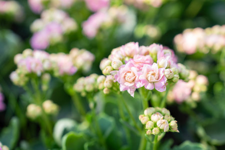 Pink and white Kalanchoe flowers with leaves in the garden.の写真素材
