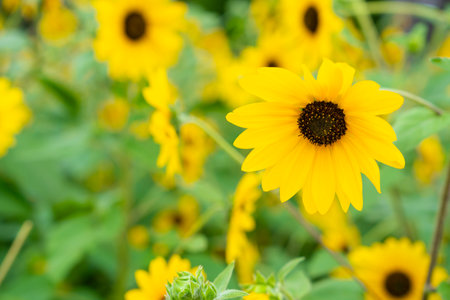 Close-up yellow sunflowers with a blurry background.の写真素材