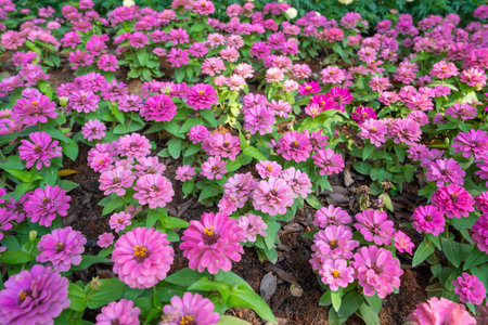 Bright pink fresh Zinnia Dahlia flowers on green leaves background in summer in the garden.の写真素材