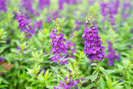 Purple Angelonia goyazensis flowers are fully blooming in the garden.の写真素材