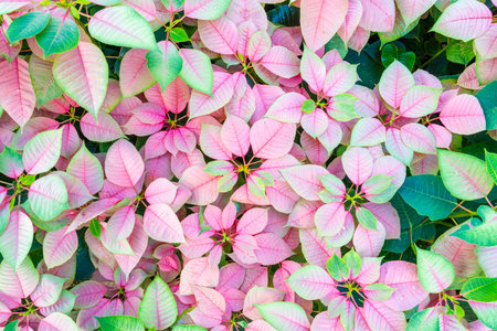 Beautiful pink and green Poinsettia (Euphorbia pulcherrima). Christmas Star flower.の写真素材