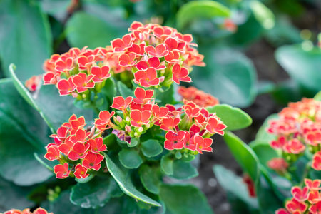 Red color Kalanchoe flowers plants in garden.の写真素材