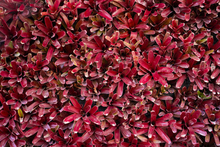 Red color BROMELIAD flowering plants texture, Nature abstract background.の写真素材
