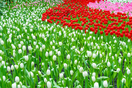 The garden field with tulips of various bright rainbow color petals, beautiful bouquet of colors in daylight in ornamental gardenの写真素材