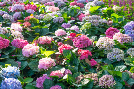 Colorful hydrangea flowers. Many Hydrangea macrophylla Blossom in garden.