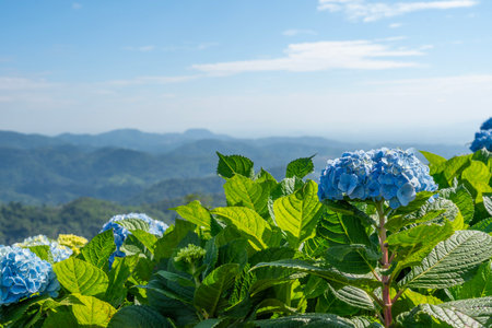 Natural Landscape view of blue Hydrangea flower (Hydrangea macrophylla).