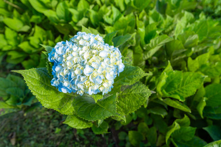 Natural Landscape view of blue Hydrangea flower (Hydrangea macrophylla) in garden.