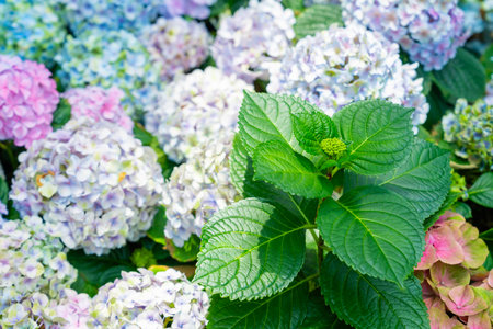 Blue, purple and pink bigleaf hydrangea or French hydrangea or penny mac or hortensia (Hydrangea...