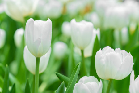 Blooming white tulips. tulip flowers with deep red petals. forming flower arrangement.の写真素材