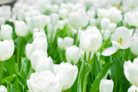 Blooming white tulips. forming flower arrangement.の写真素材