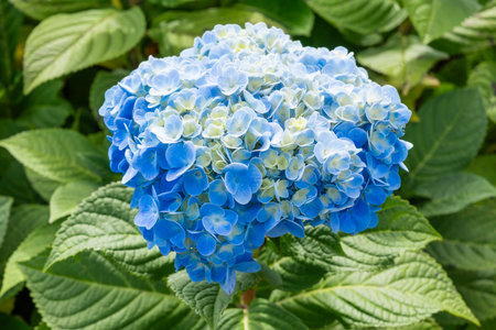 Natural Landscape view of blue Hydrangea flower (Hydrangea macrophylla).