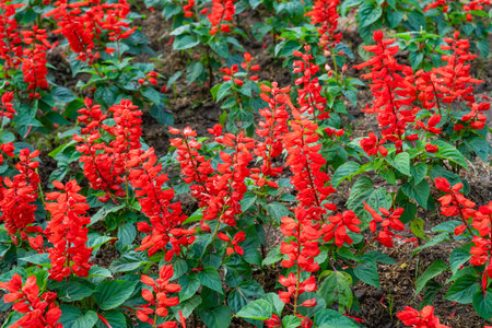 Red Salvia splendens Vista Red blooming in the flowerbed with a blurred background.の写真素材
