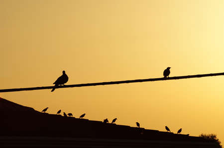 Silhouette of birds resting on cable and on roof sunrise light.の写真素材
