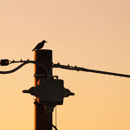 Nature meet technology. Silhouette of bird resting on electric pole on sunrise light.の写真素材