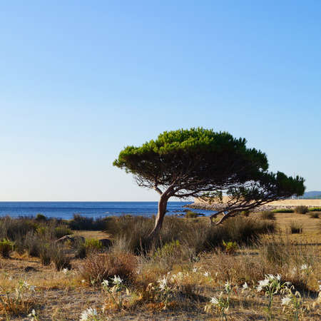 Sea lilies pines sea and blue sky on sunlight.の写真素材