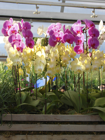 Beautiful orchid in the north of Thailand の写真素材