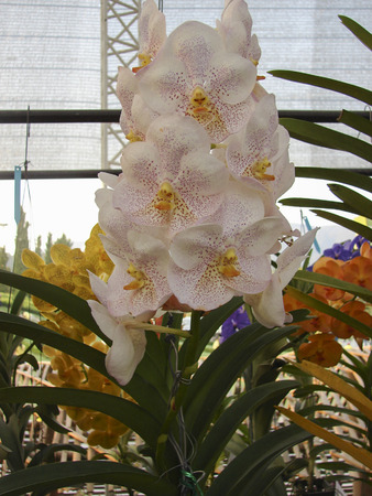 Beautiful orchid in the north of Thailand の写真素材