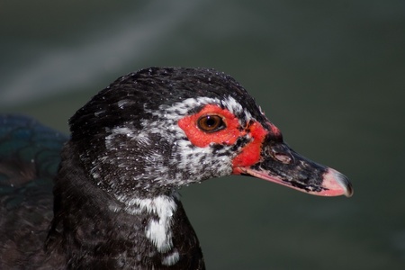 wild duckの写真素材