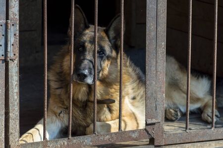 service dog german shepherd in aviary